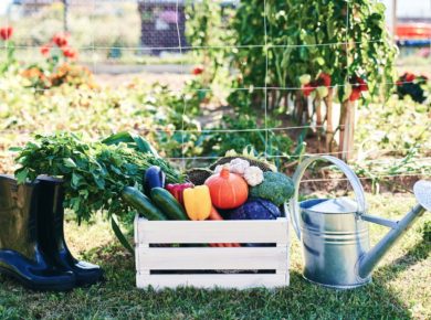 Mon potager - mon jardin