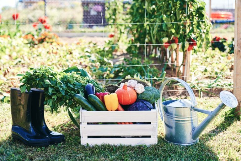 Mon potager - mon jardin