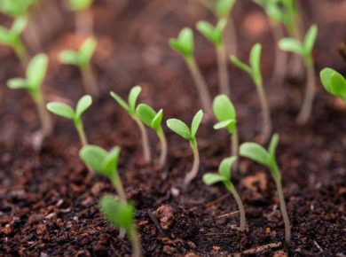 acheter un bac de jardinage