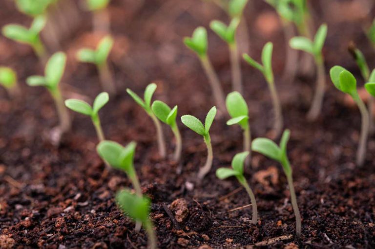 acheter un bac de jardinage