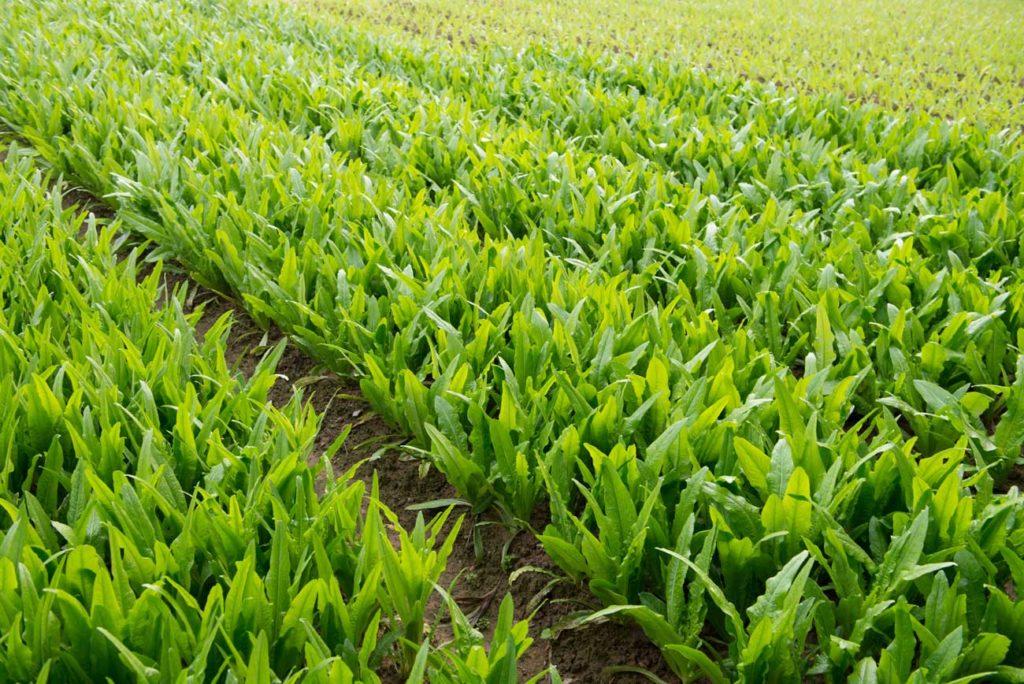 Quelle quantité de cendre au potager ?