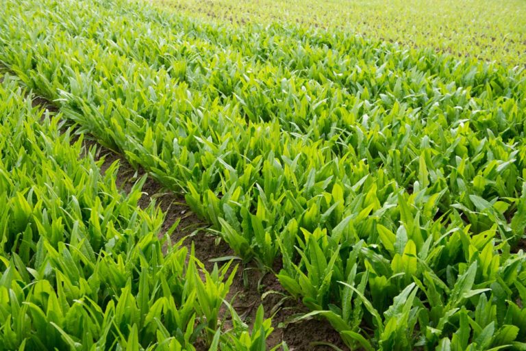 Quelle quantité de cendre au potager ?