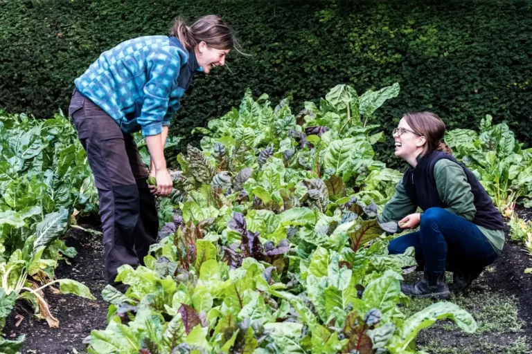 blette et potager