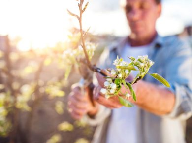 acheter une serpette de jardinage