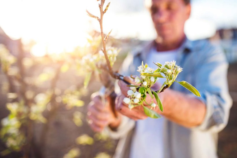 acheter une serpette de jardinage