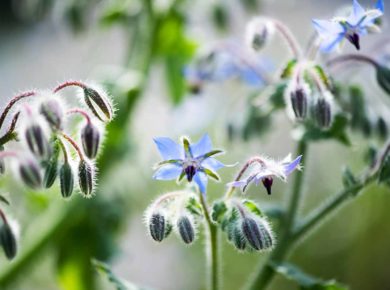 plante de bourrache pour votre jardin