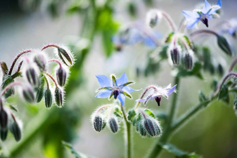 plante de bourrache pour votre jardin