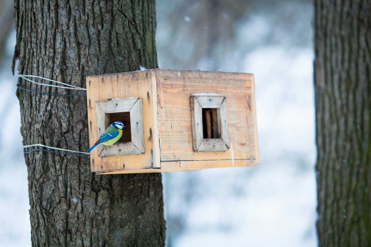 une jolie mangeoire pour oiseaux dans votre jardin