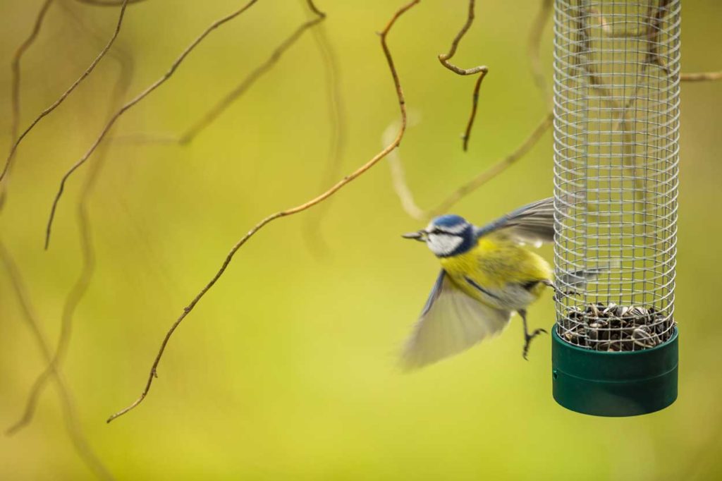 une mangeoire pour les oiseaux