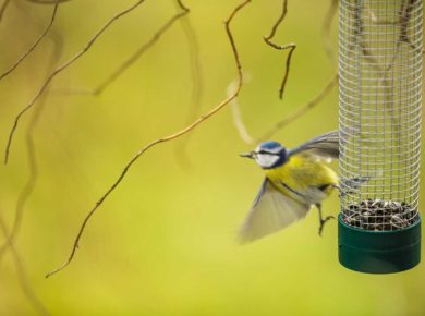 une mangeoire pour les oiseaux