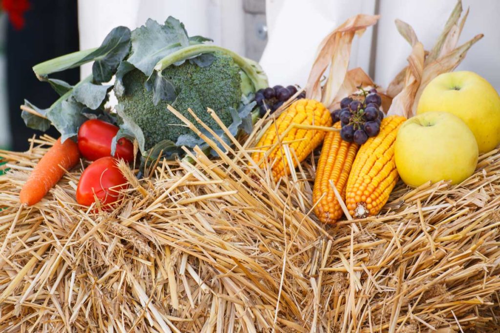 quelle paille pour votre potager ?