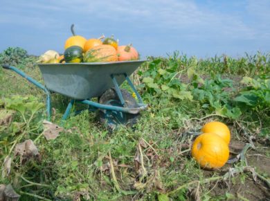 Brouette de jardin pas cher ou l'acheter ?