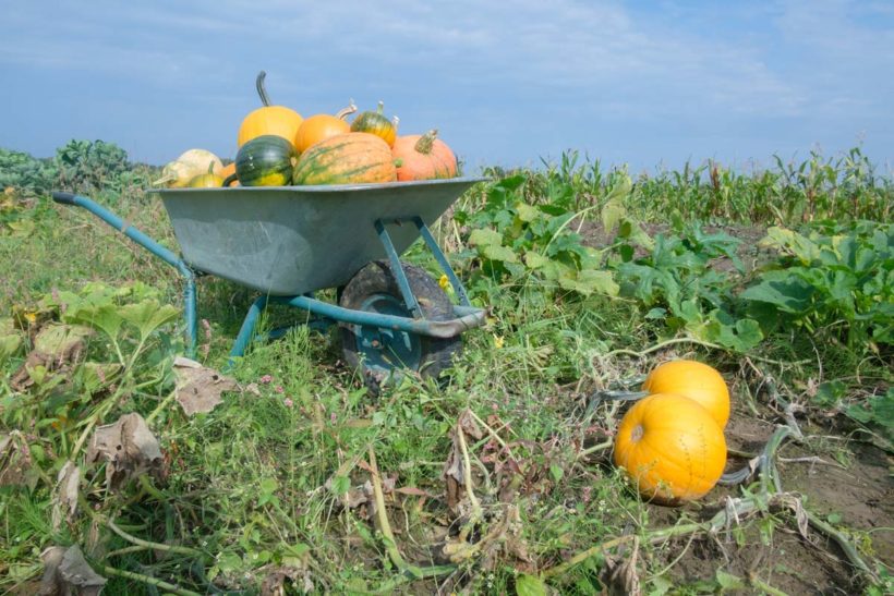 Brouette de jardin pas cher ou l'acheter ?