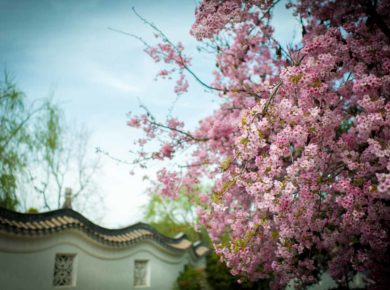 que faire si les branches dépassent sur mon terrain ?