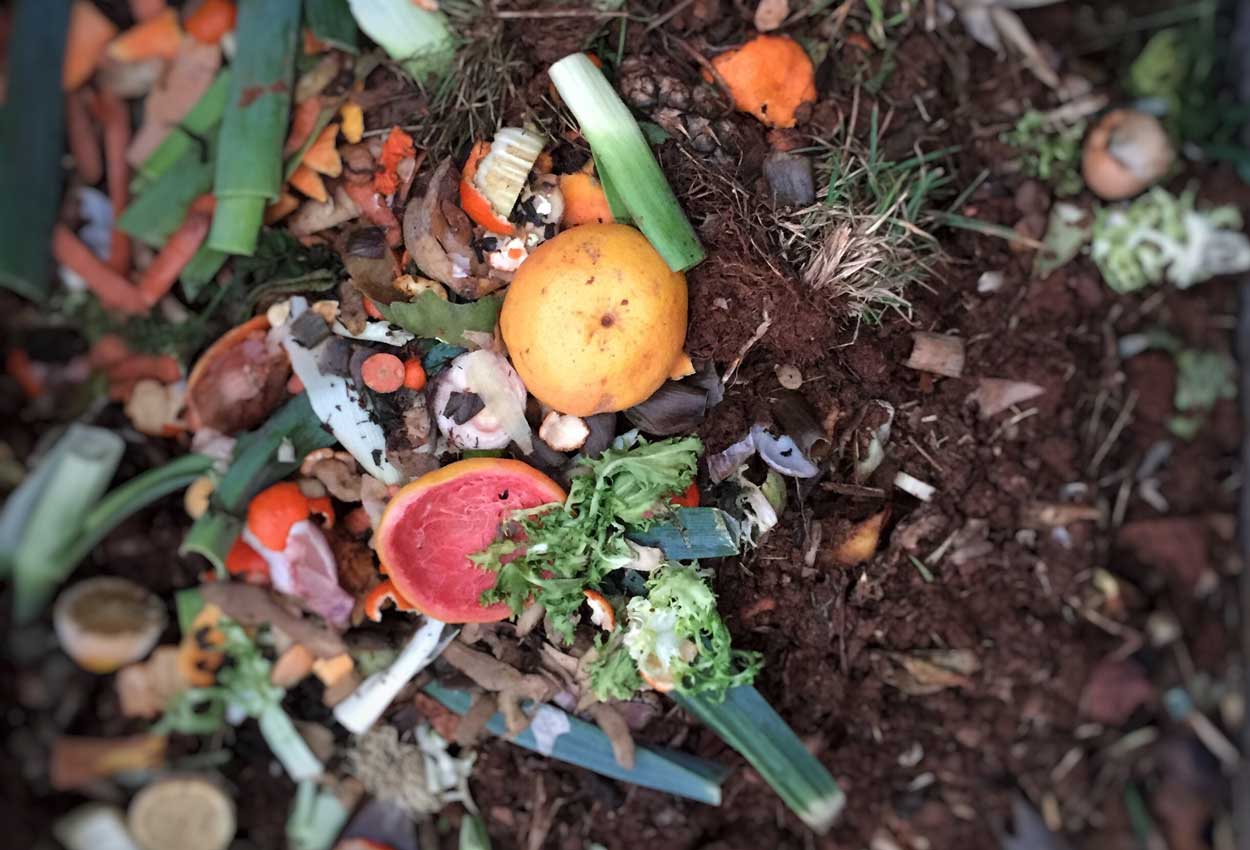 le compost pour mes plantes et légumes