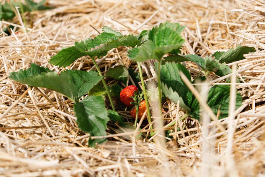 des fraises dans votre jardin : réussir leur plantation