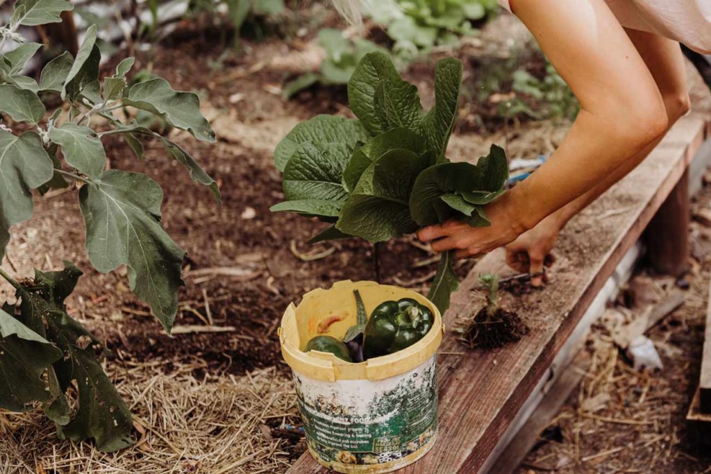 des fruits et légumes maison plantés dans votre carré potager