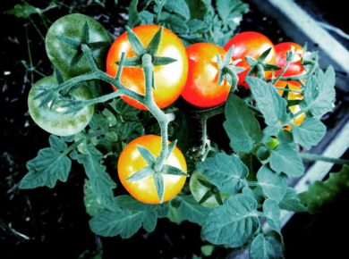 bien planter vos tomates avec la lune