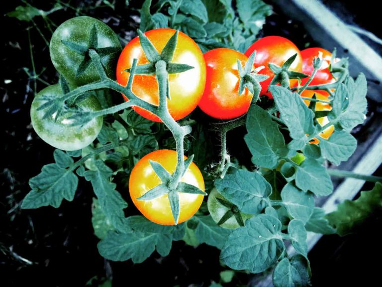 bien planter vos tomates avec la lune