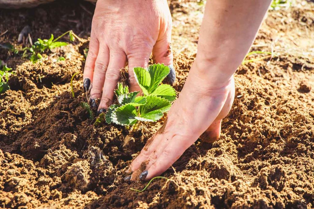 planter vos propres fruits : des fraises du jardin