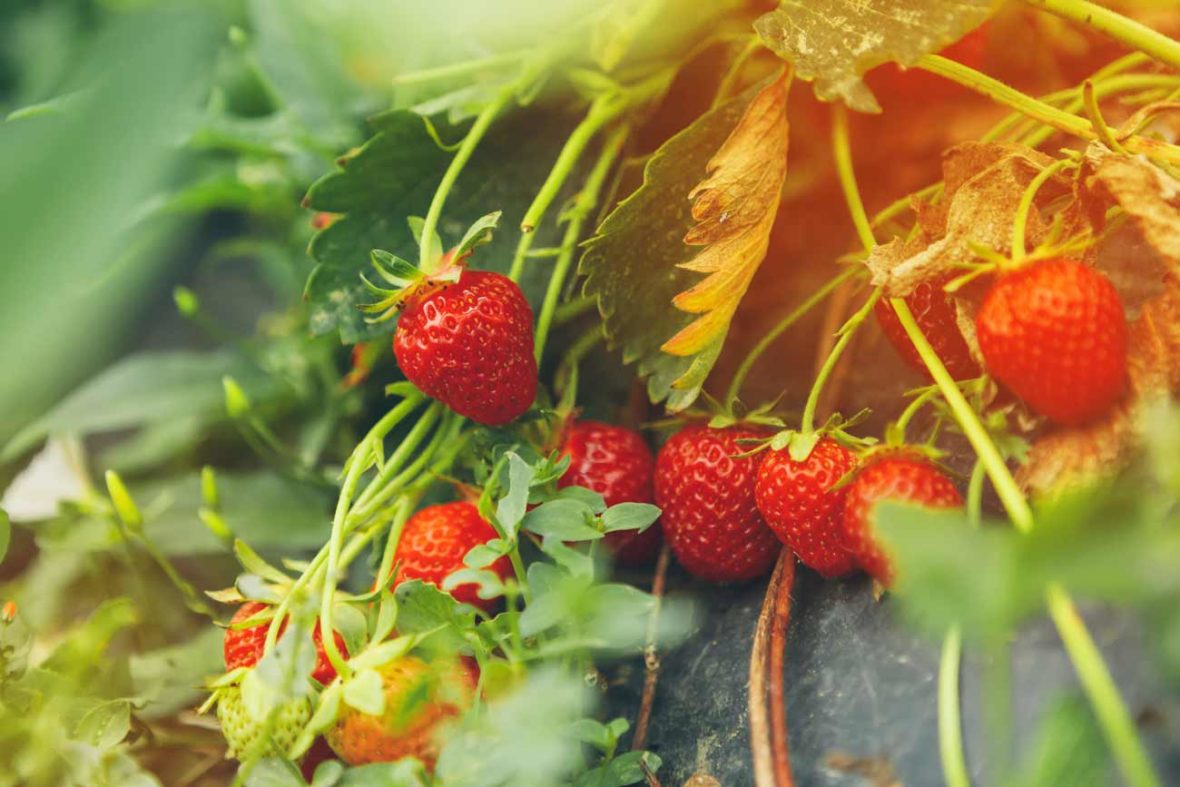 comment bien planter des fraises dans votre jardin