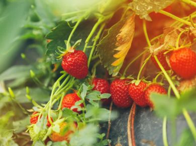 comment bien planter des fraises dans votre jardin