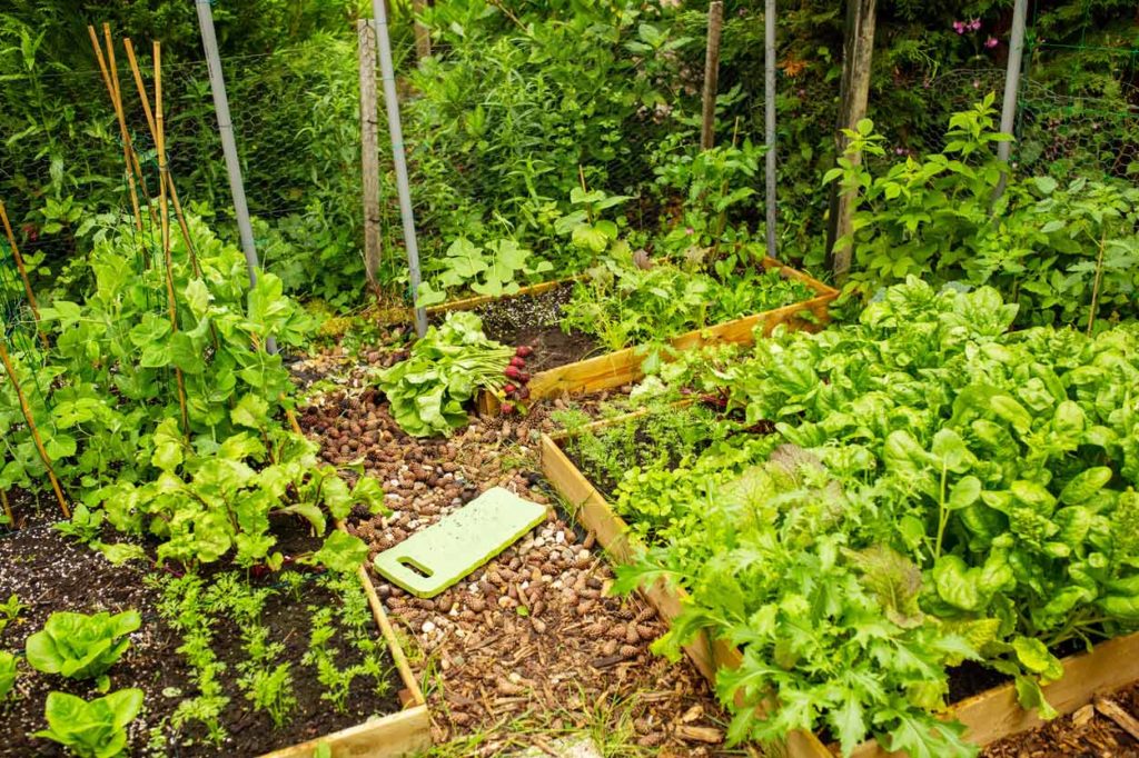 un carré potager pour des légumes maison