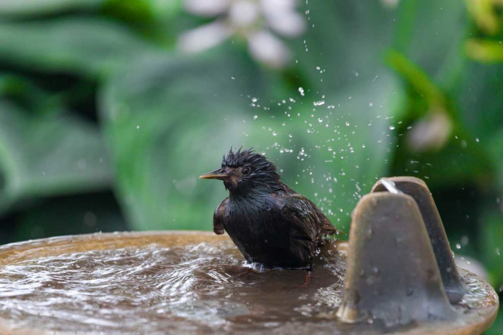 acheter un abreuvoir à oiseaux pour votre jardin