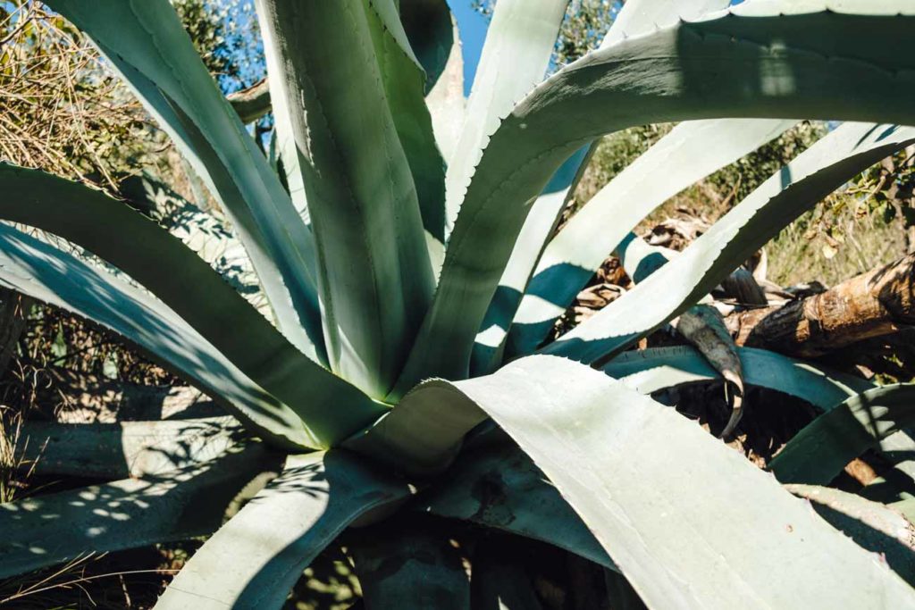 les agaves : une plante exotique pour votre jardin