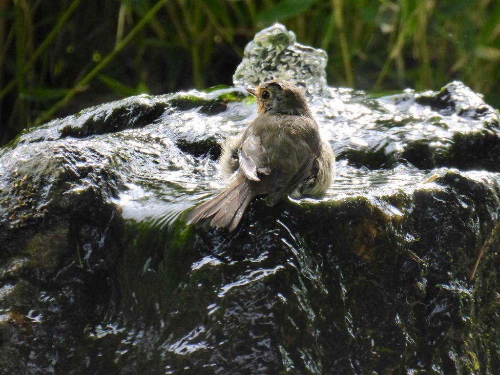 comment fabriquer un abreuvoir à oiseaux ?