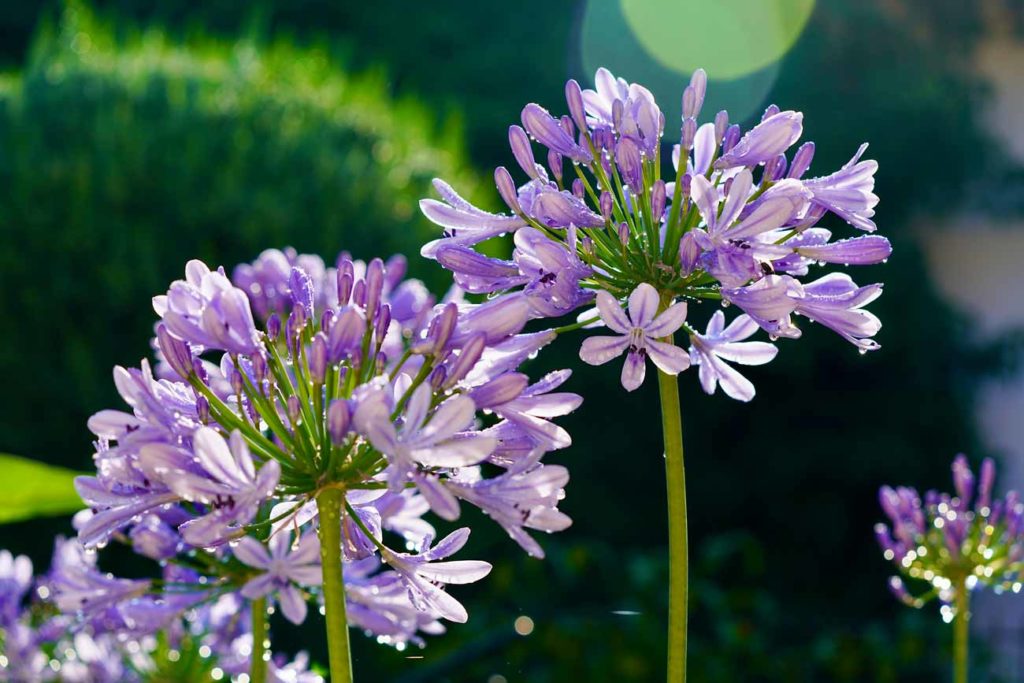 planter des agnathes dans votre jardin