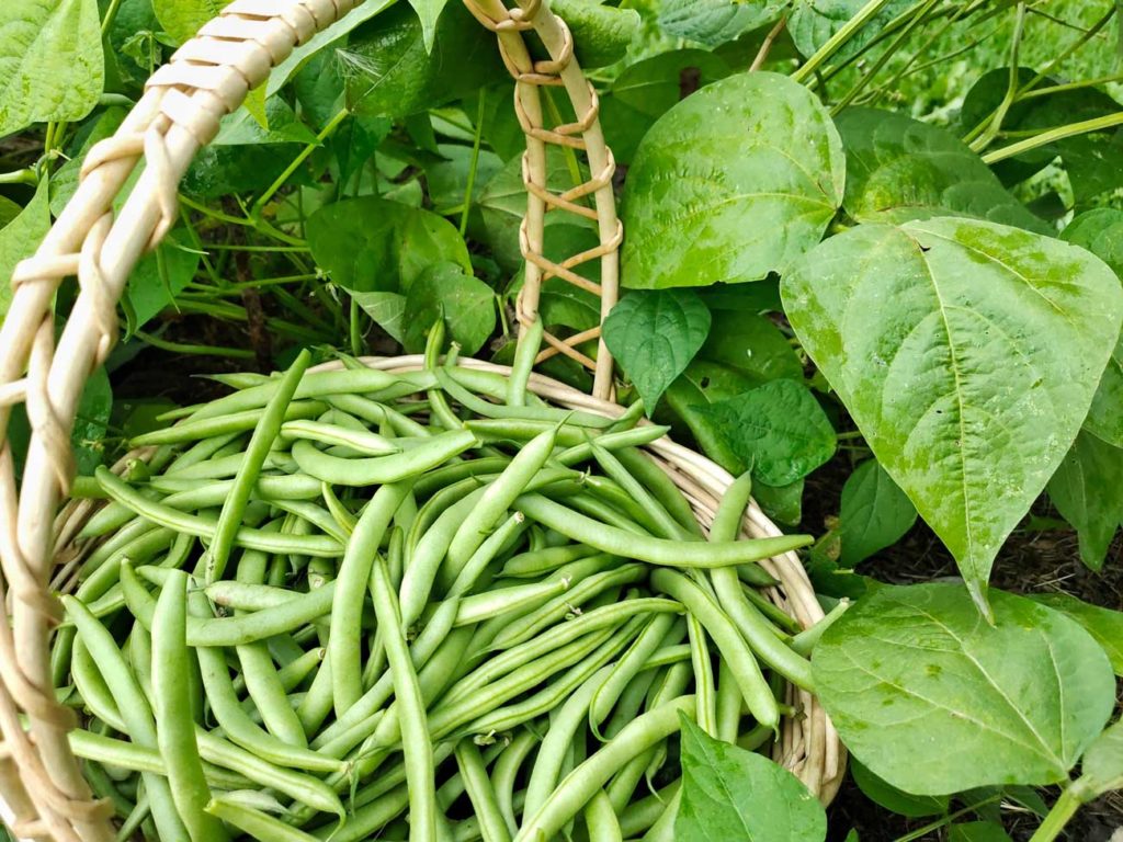 des haricots du jardin