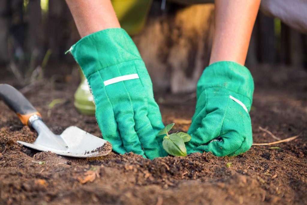 que planter dans votre jardin en mai ?