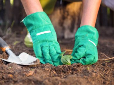 que planter dans votre jardin en mai ?