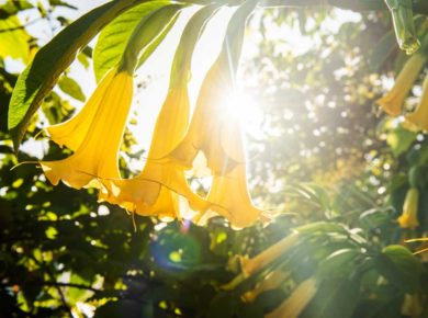 planter des brugmansia