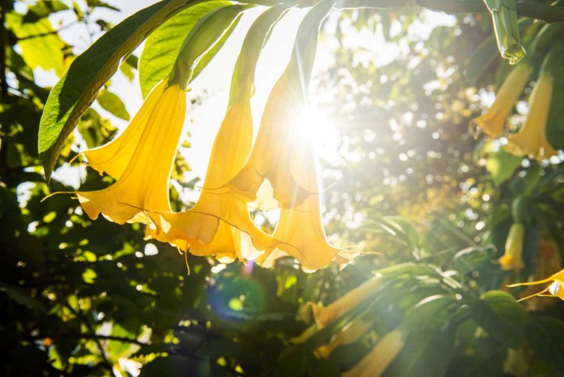 planter des brugmansia