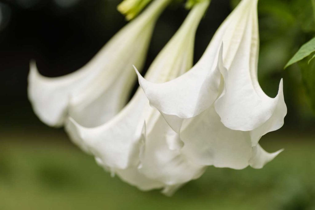 quel entretien pour un brugmansia ?