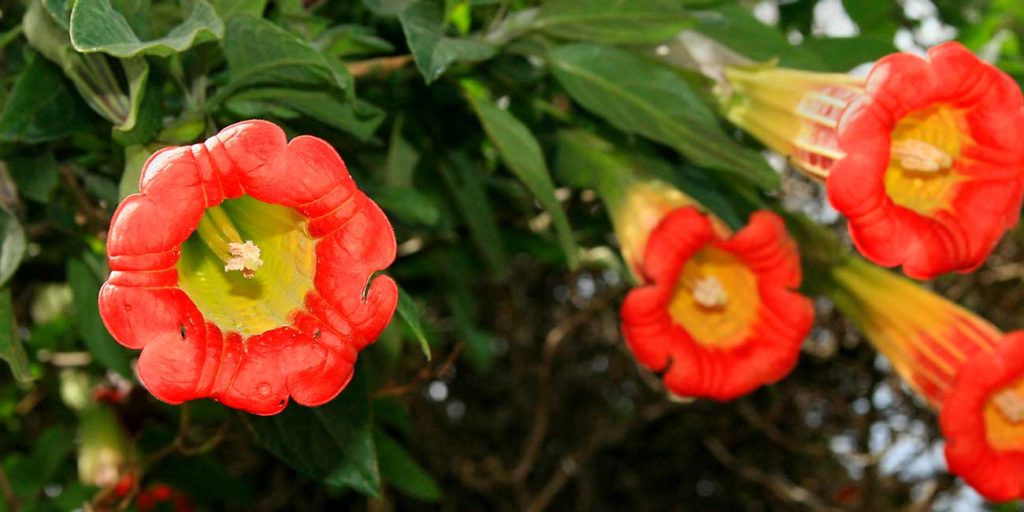 des brugmansia dans votre jardin