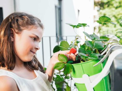 cultiver des fruits sur un balcon