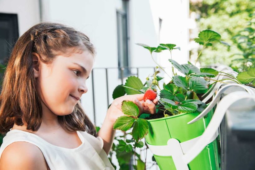 cultiver des fruits sur un balcon