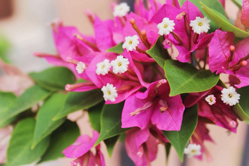 Le bougainvillée : une plante d'extérieur