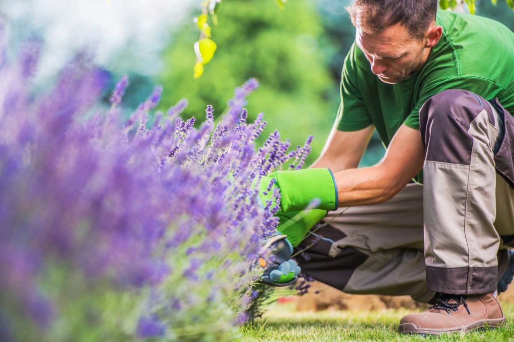 un désherbant naturel pour votre jardin