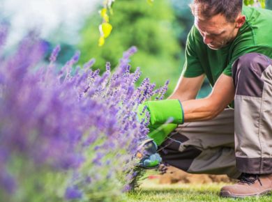 un désherbant naturel pour votre jardin