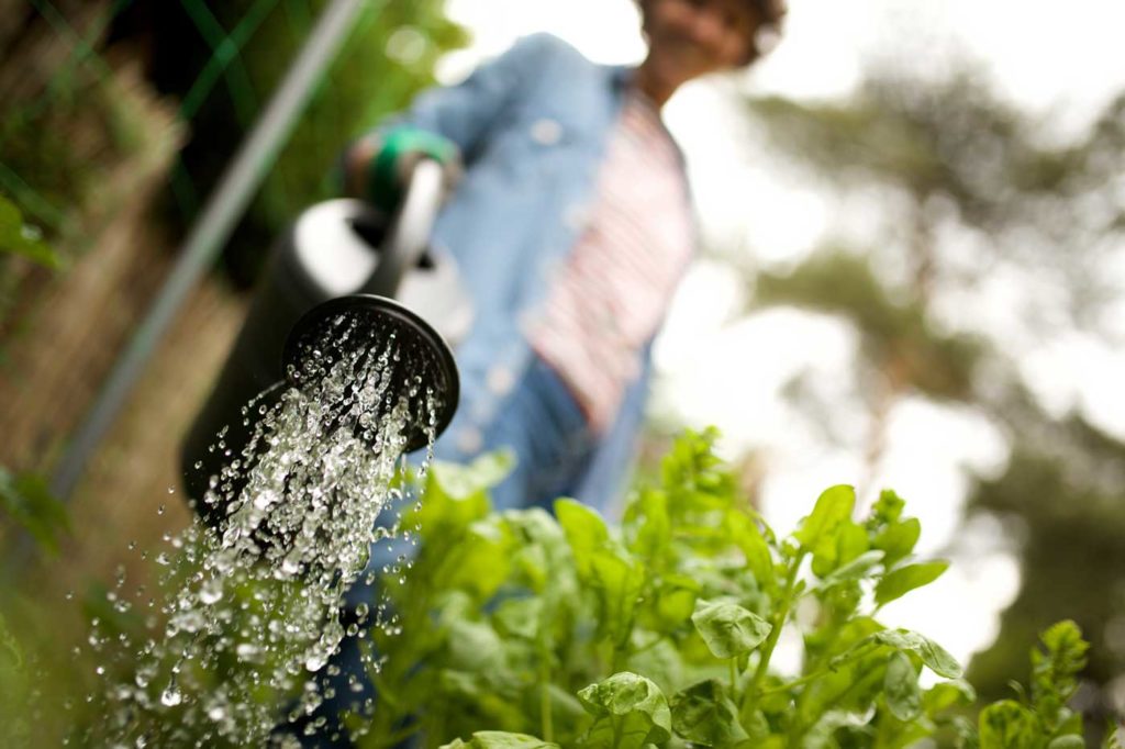 fortes chaleurs et jardin