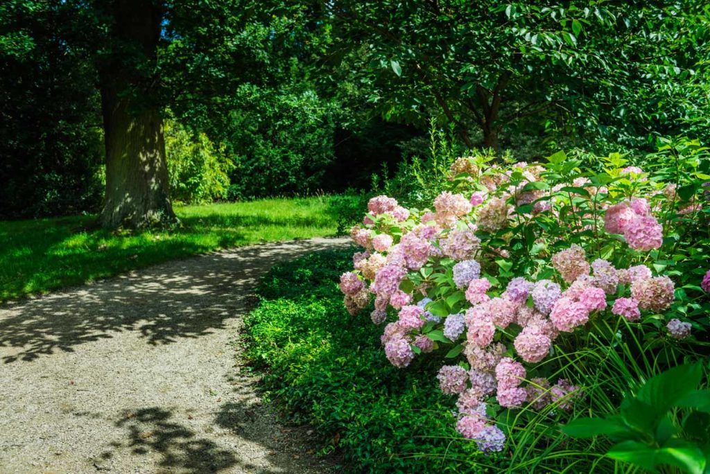 Les hortensias par temps de canicule