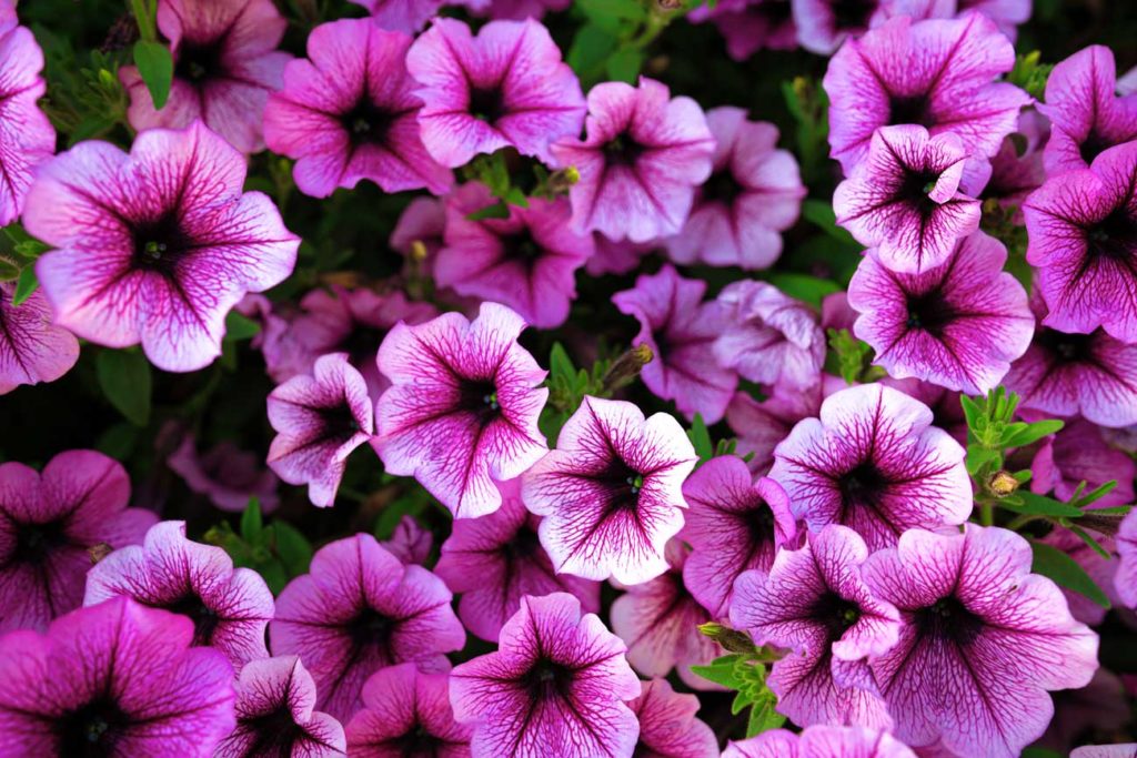 les pétunias pour votre jardin