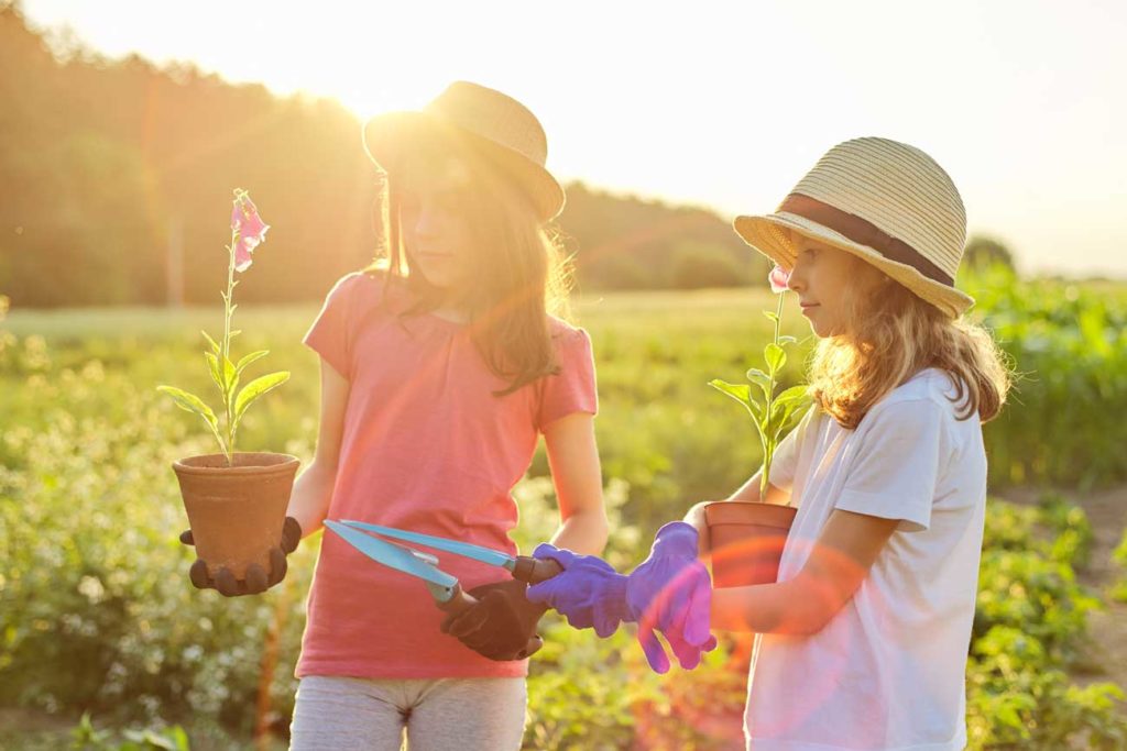 les plantations du printemps