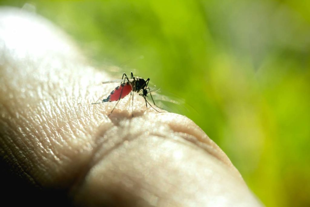 une piqure de moustique