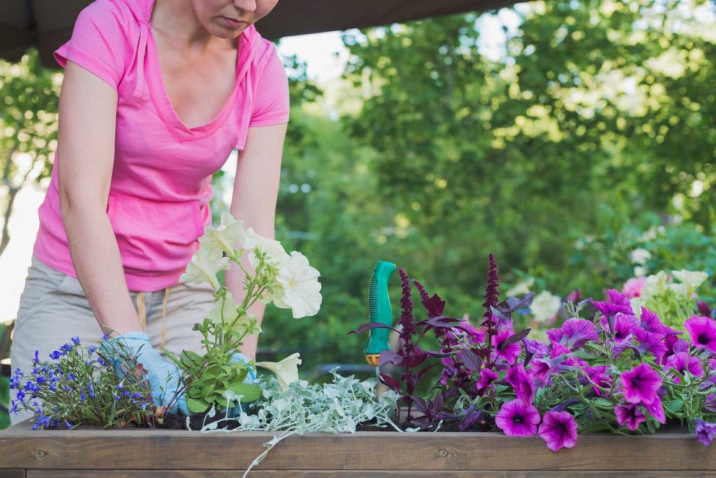 pourquoi planter des dichondra ?