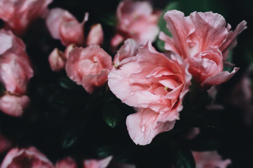 les variétés de rose pour balcon